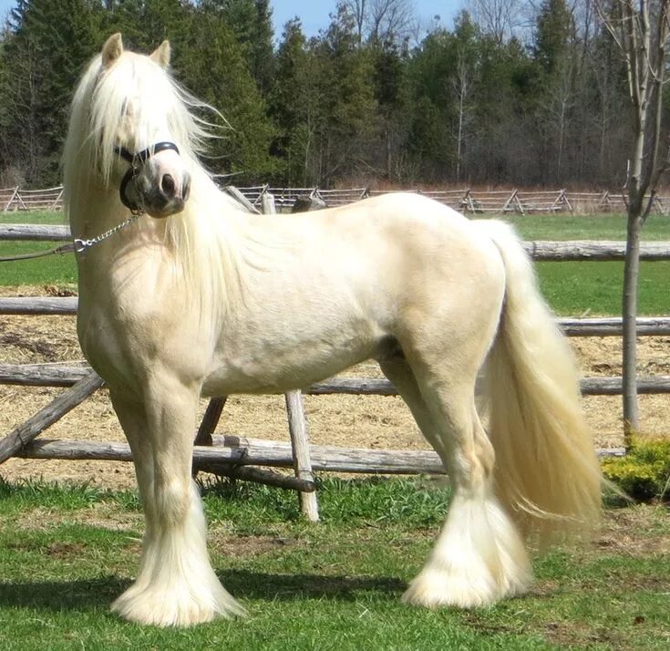 Породистые лошади фото Seoda- Palomino Gypsy Vanner Stallion #GypsyVannerHorses