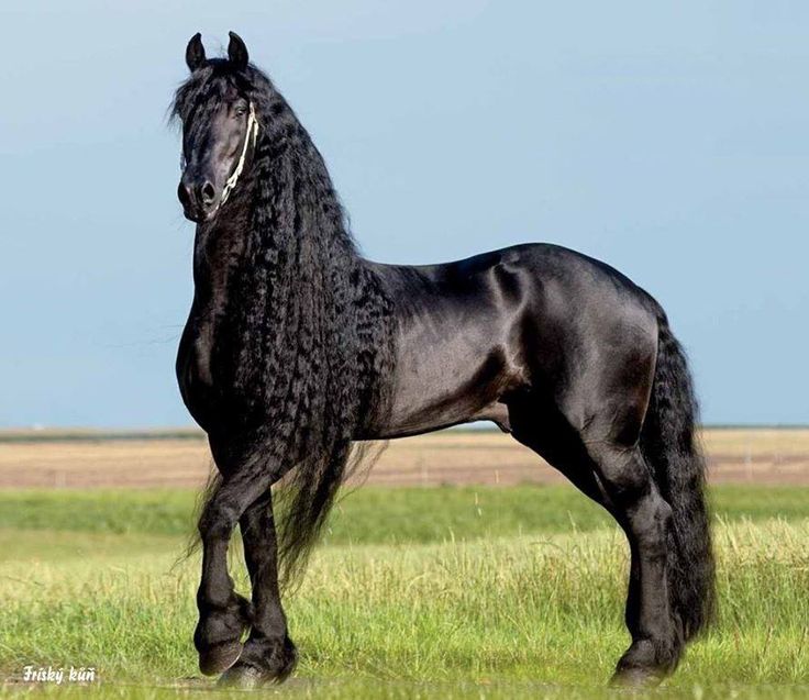 Породистые лошади фото 755) Twitter Horses, Beautiful horses, Most beautiful horses