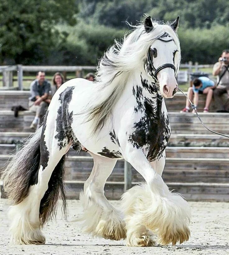 Породистые лошади фото Prettier than most people Horses, Beautiful horses, Pretty horses