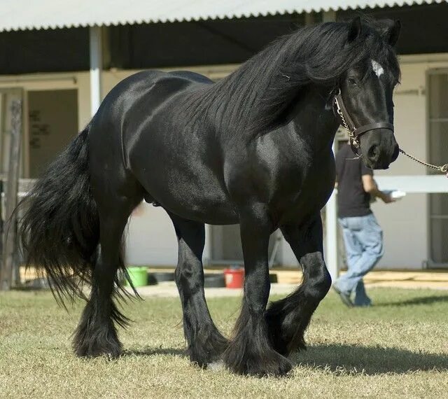 Породистые лошади фото Irish Cob Caballos clydesdale, Grandes caballos, Fotos de caballos