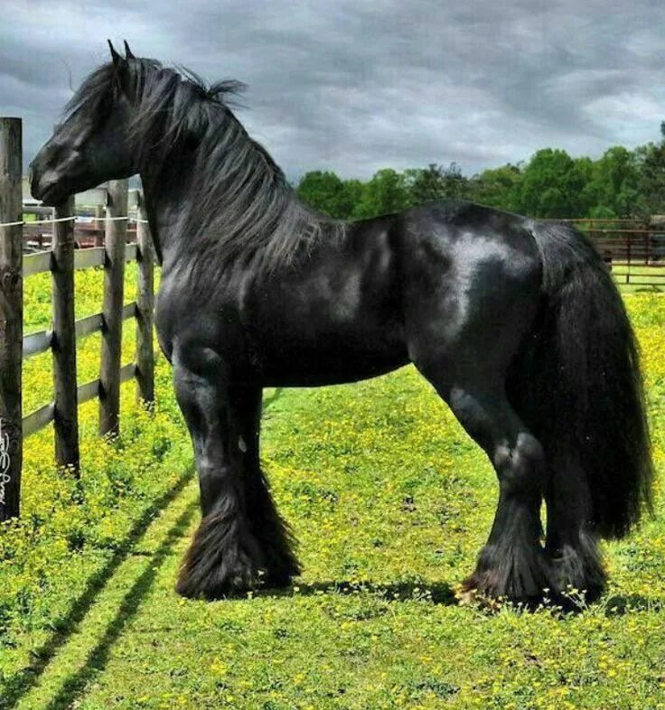 Породистые лошади фото Pin on Cavalli Big horses, Clydesdale horses, Most beautiful horses