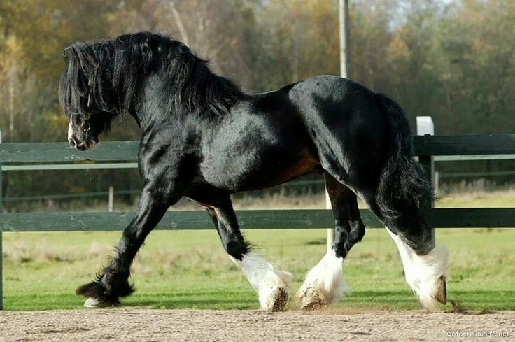 Породистые лошади фото Acle Magnum 29-97-0172 SWE Horses, Black horses, Pretty horses