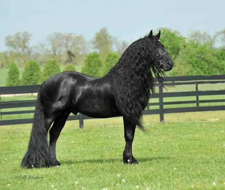 Породистые лошади фото Pin by Natália Barbosa Britto on Animais Horses, Most beautiful horses, Friesian