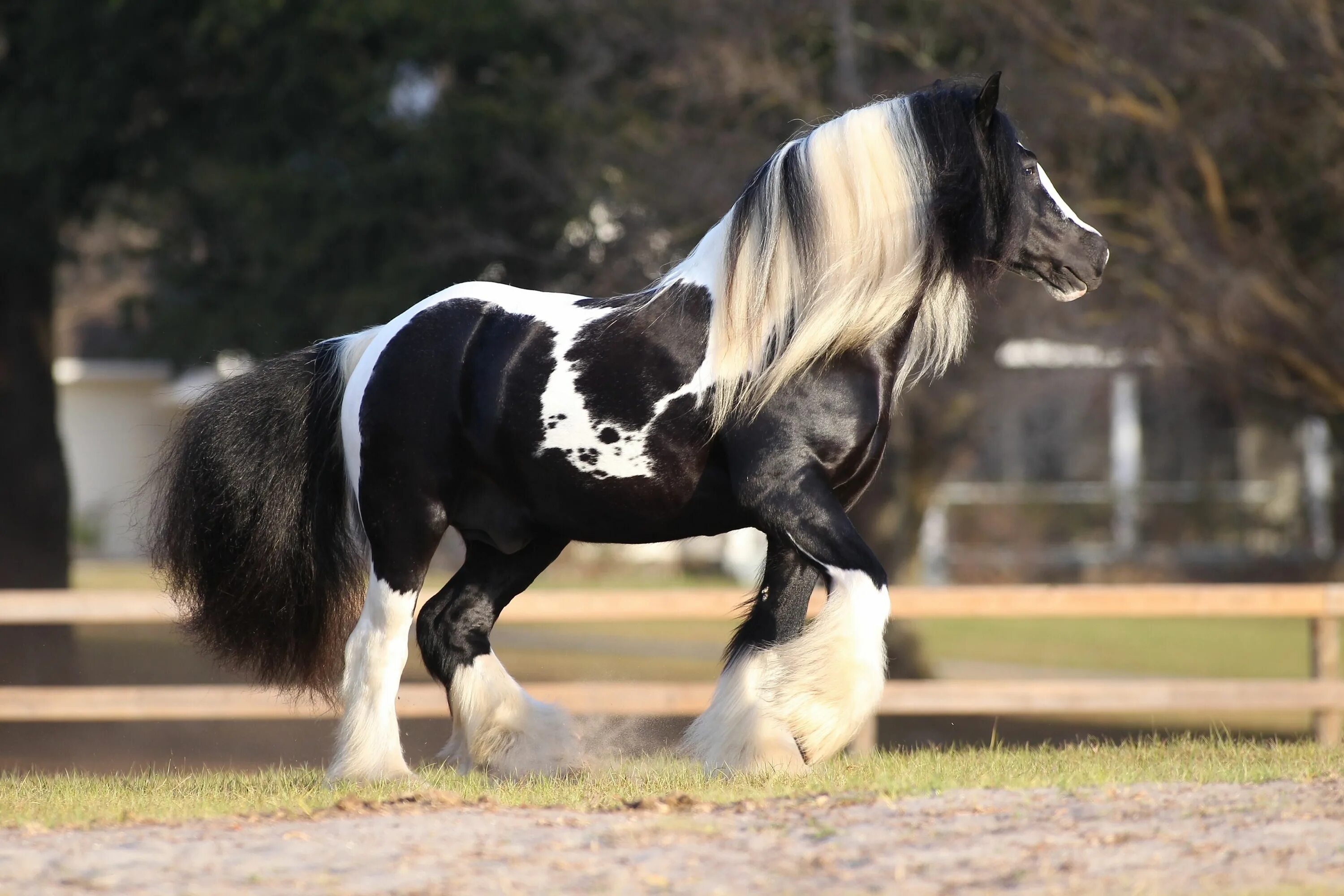 Породистые лошади фото Pin on Horses