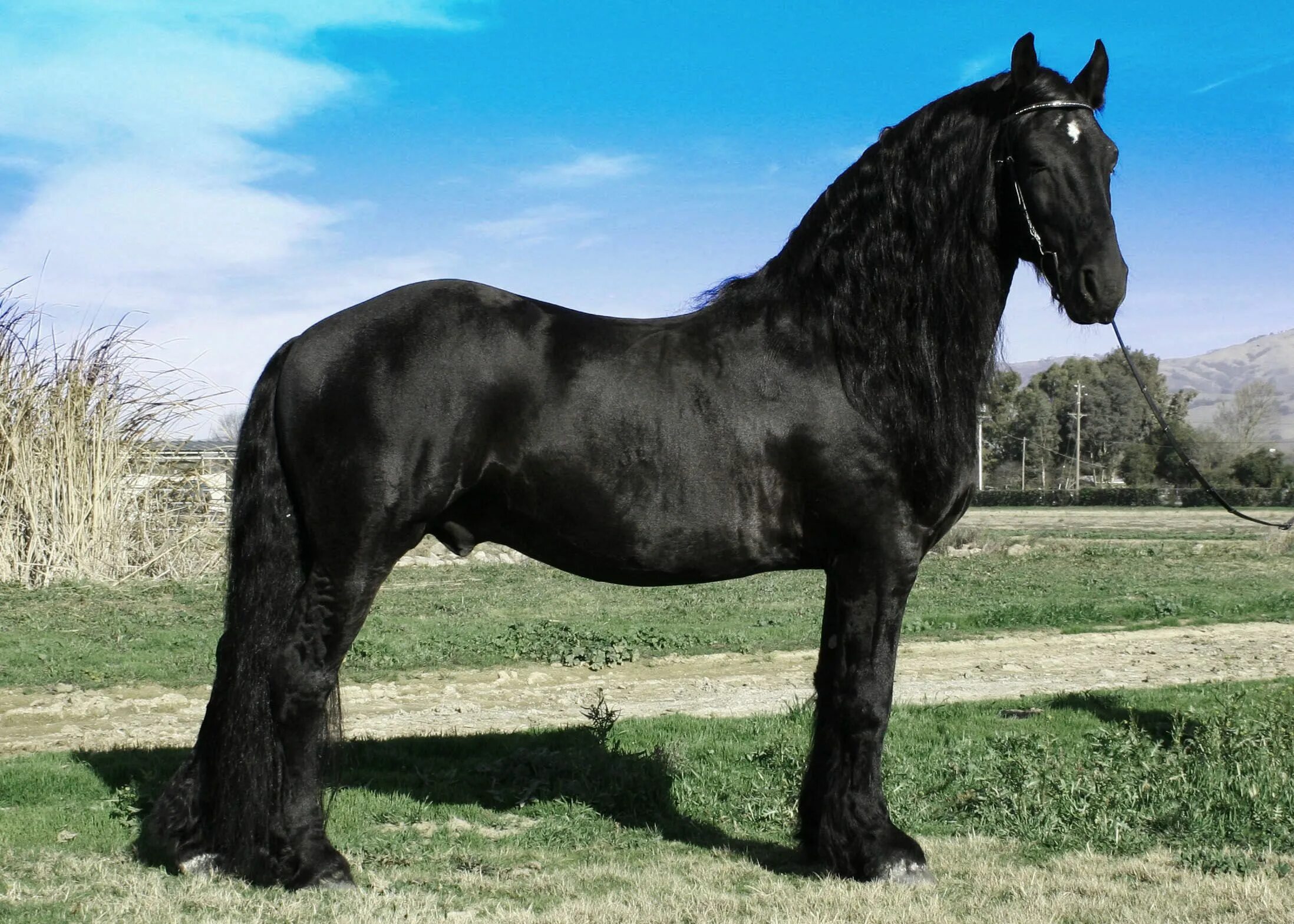 Породистые лошади фото Friesians have to be my favorite breed for their poise and spirit! Horses, Fries