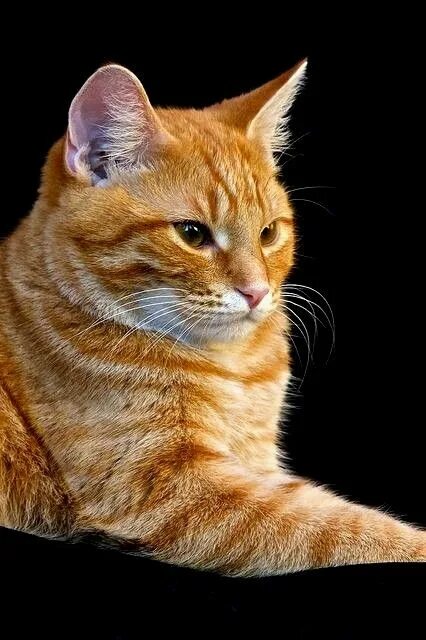 Породистый рыжий кот фото Pin by Libby Burke on All Creatures Great and Small Beautiful cats, Orange tabby