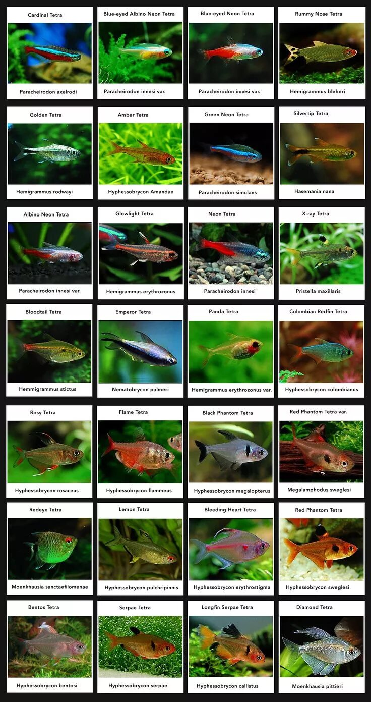 Породы аквариумных рыбок с фото и названиями Tetras for Classic South American Community Aquarium