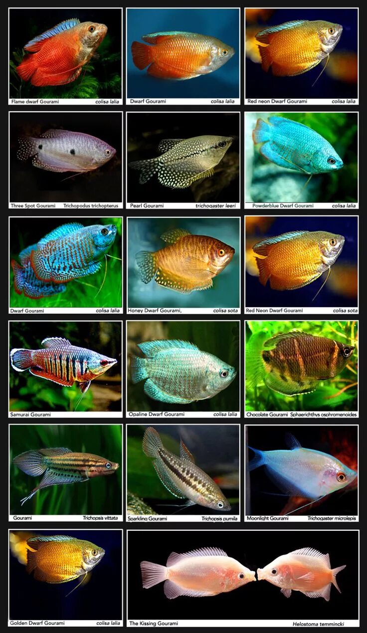 Породы аквариумных рыбок с фото и названиями Gouramis INDONESIAN TROPICAL FISH/INDONESIA ORNAMENTAL FISH/INDONESIA AQUARIUM F