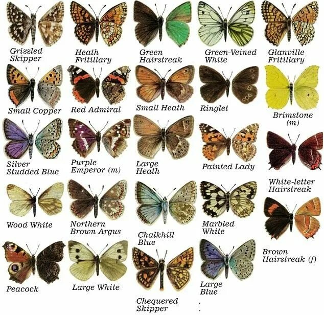 Породы бабочек с фото и названием Pin by Nohemi on BUTTERFLIES Butterfly species, Beautiful butterflies, Butterfly