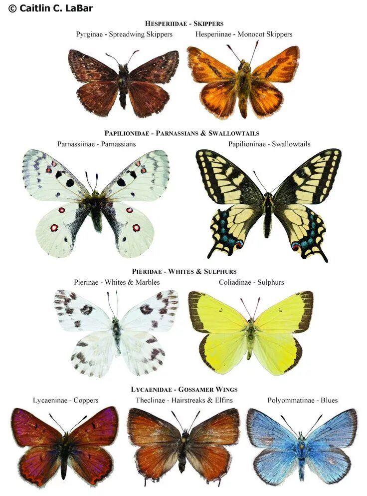 Породы бабочек с фото и названием Northwest Butterflies: Naming Lepidoptera Types of butterflies, Butterfly specie