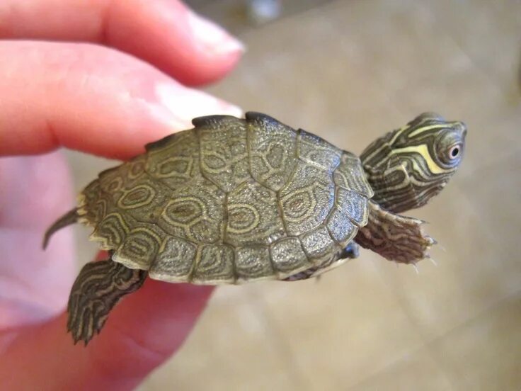 Породы черепах домашних с фото и названиями Mississippi Map Turtle Facts and Pictures