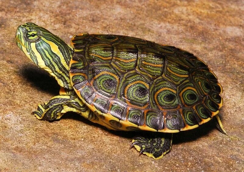 Породы черепах домашних с фото и названиями Turtle, Slider turtle, Tortoise turtle