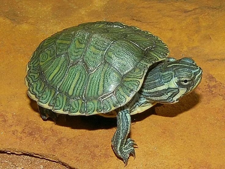 Породы черепах домашних с фото и названиями Cumberland Slider Desert tortoise, Turtle, Cute reptiles