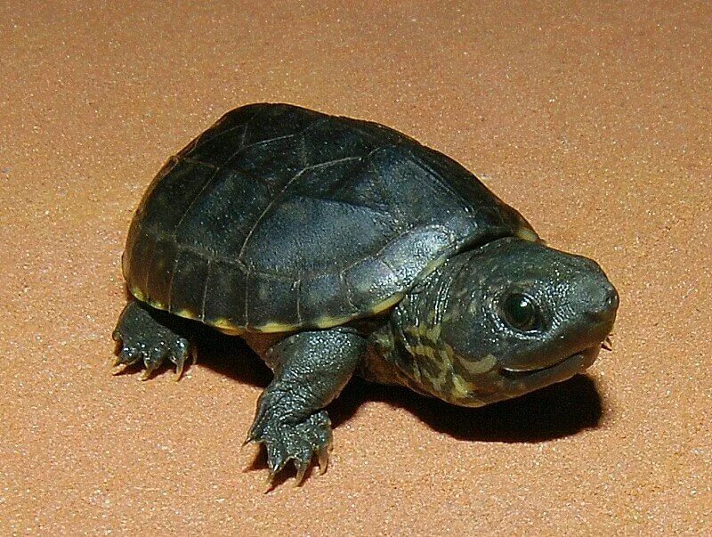 Породы черепах домашних с фото и названиями This is the Stunning Common Musk Turtle - TurtleHolic Musk turtle, Pet turtle, T