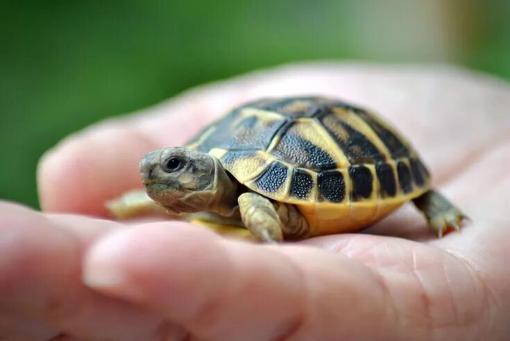 Породы черепах домашних с фото и названиями The prettiest turtle in all the land Pet turtle, Turtles for sale, Cute baby tur