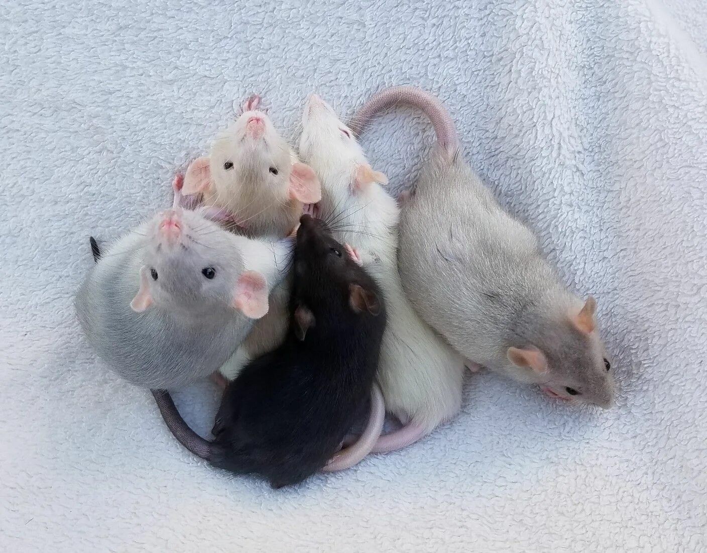 Породы декоративных крыс с фото Rat color comparison: (clockwise from the far right) Silver Mink, White, Black, 