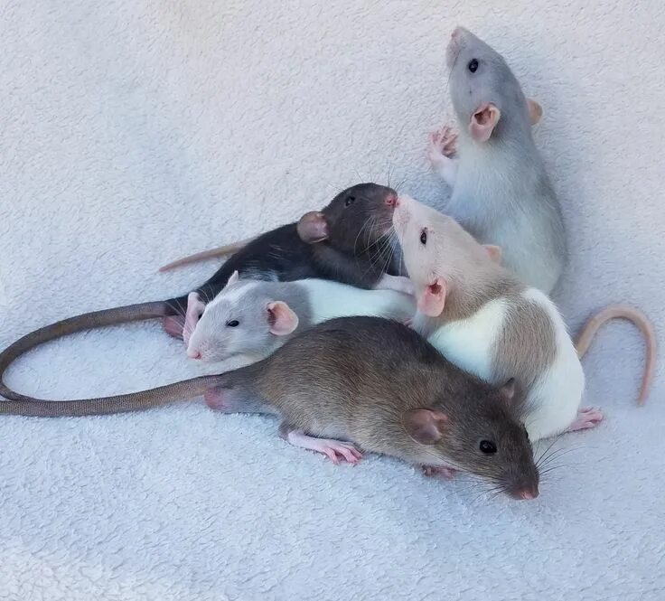 Породы декоративных крыс с фото и описанием Rat colors: (clockwise from top right) Silver Blue, Beige, Agouti, Silver Blue, 