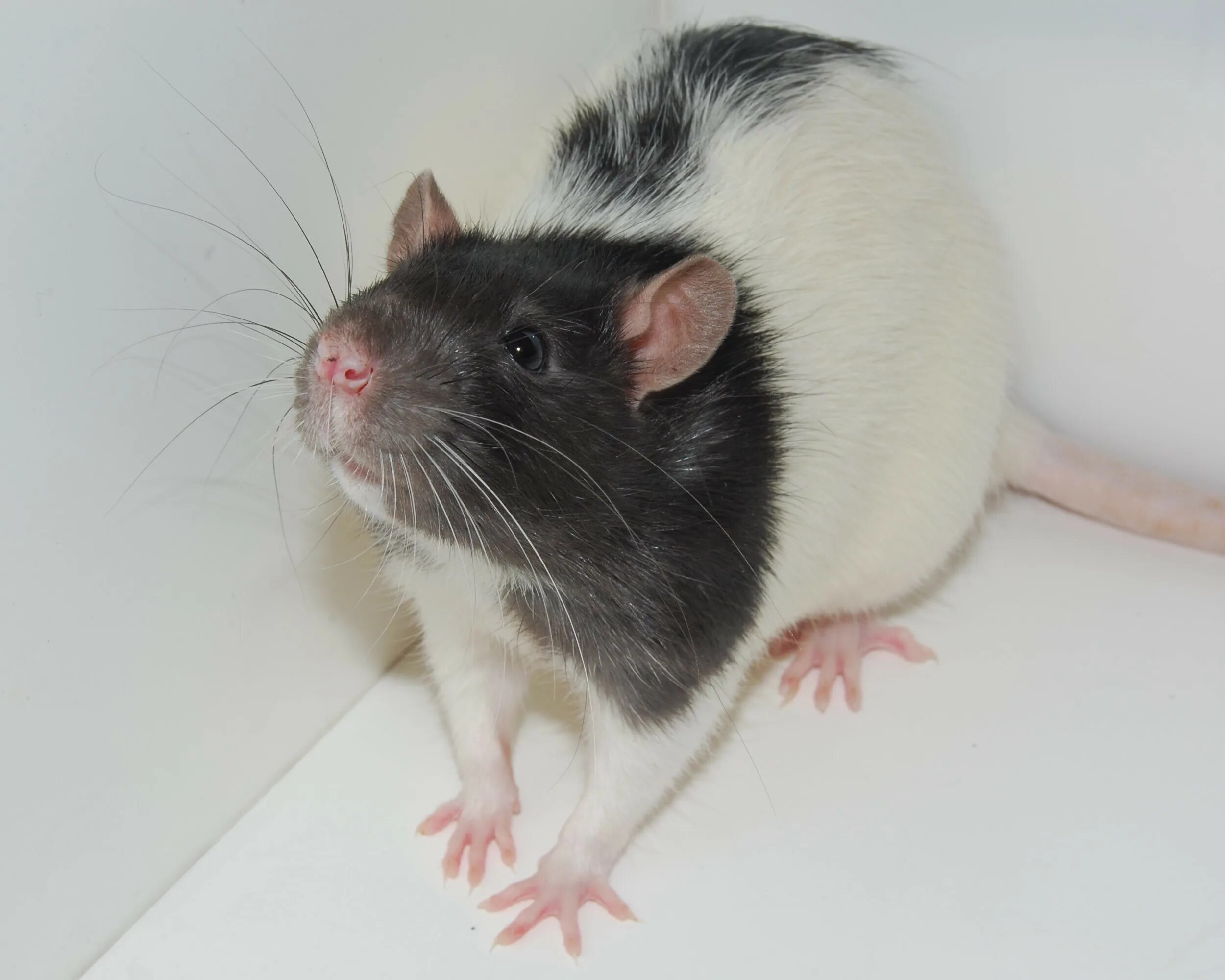 Породы декоративных крыс с фото и описанием File:Whiskers of the Hooded Lister Rat ATLAS-070713-0016.jpg - Wikimedia Commons