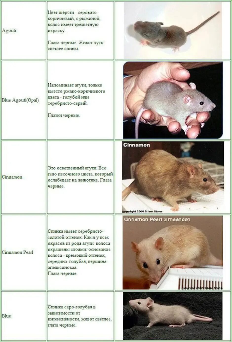 Породы декоративных крыс с фото и описанием Виды крыс названия