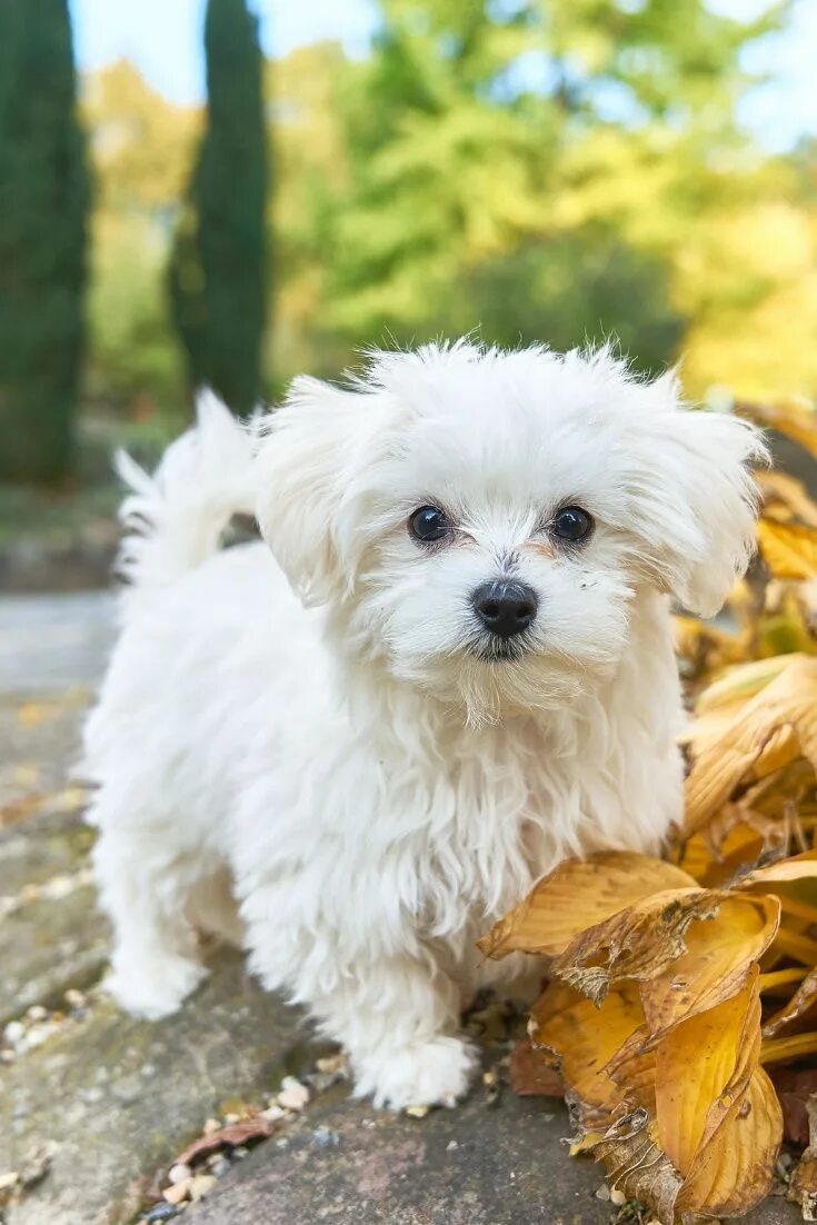 Породы декоративных собак фото Maltese Lifespan Facts You Should Know Toy dog breeds, Maltese puppy, Maltese do