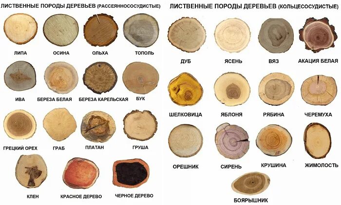 Породы деревьев фото с названиями Из каких пород дерева делают мебель FogWood