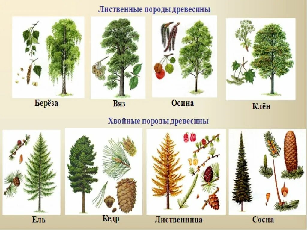 Породы деревьев фото с названиями Картинки БЕРЕЗА СОСНА ТОПОЛЬ КЛЕН