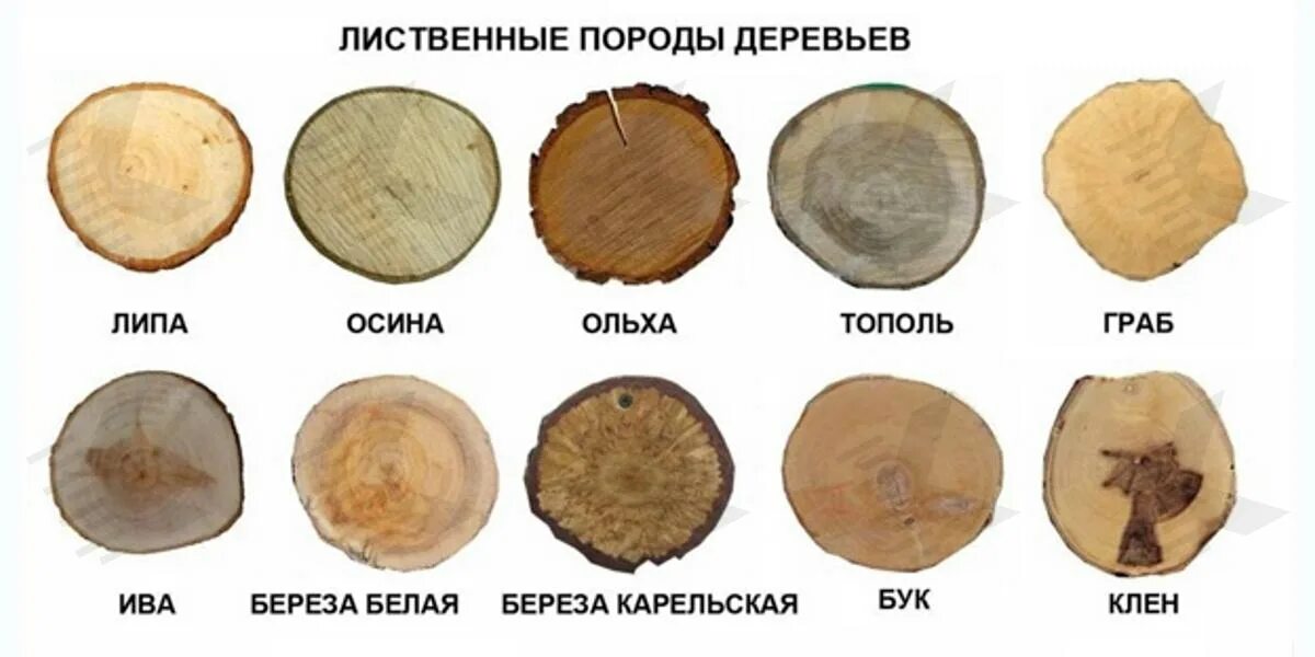 Породы деревьев фото с названиями Твердые лиственные породы древесины WoodNeva