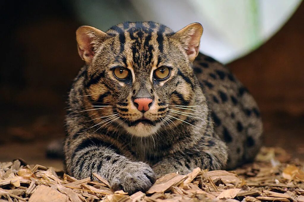 Породы диких кошек фото Fishing cat - Prionailurus viverrinus - Fischkatze Small wild cats, Exotic cats,