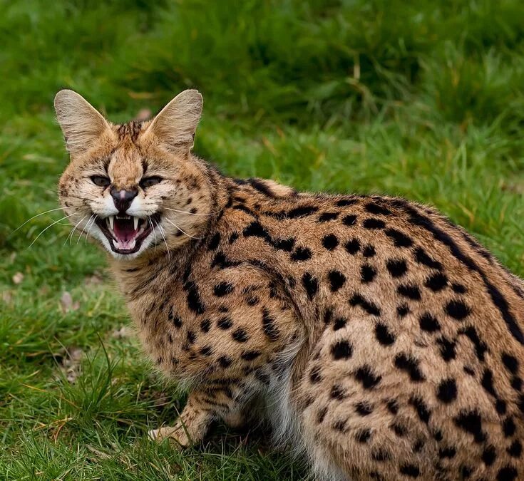 Породы диких кошек фото Serval Serval, Animals, Panther