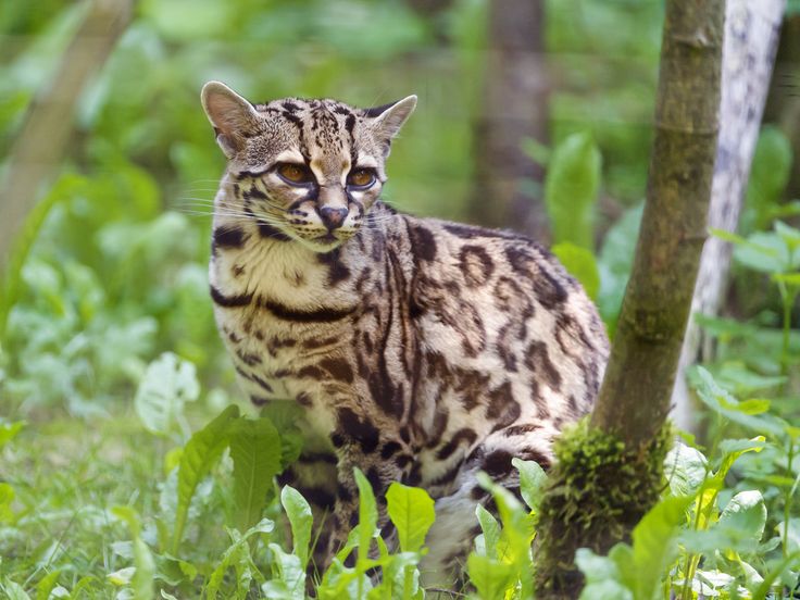 Породы диких кошек фото Big Cats of Belize: Five Beautiful Species Small wild cats, Rare cats, Margay ca