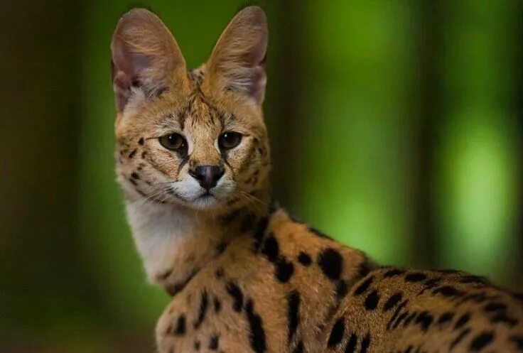 Породы диких кошек фото Сервал African wild cat, African serval cat, Exotic cats