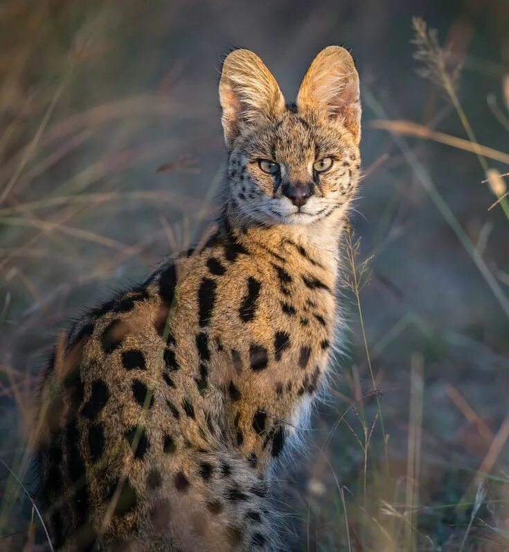 Породы диких кошек фото Serval, © Nina Siemiatkowski Serval cats, Small wild cats, Wild cats