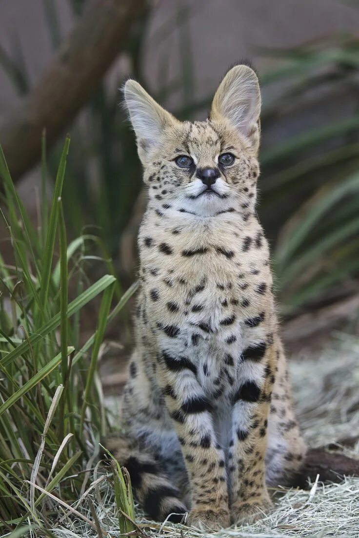 Породы диких кошек фото sdzoo Serval cats, Serval kitten, Exotic cats