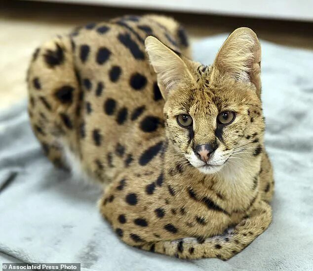 Породы диких кошек фото Big cheetah-like feline captured in Pennsylvania Wild cats, African cats, Pets c