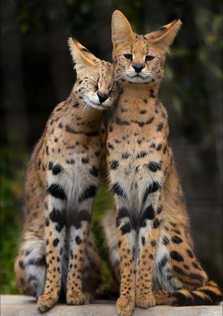 Породы диких кошек фото Serval Cats Sitting Together