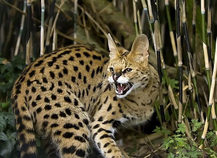 Породы диких кошек фото 770. Дикие кошки: Сервал (Leptailurus serval) Сервал, Экзотические кошки, Кошки