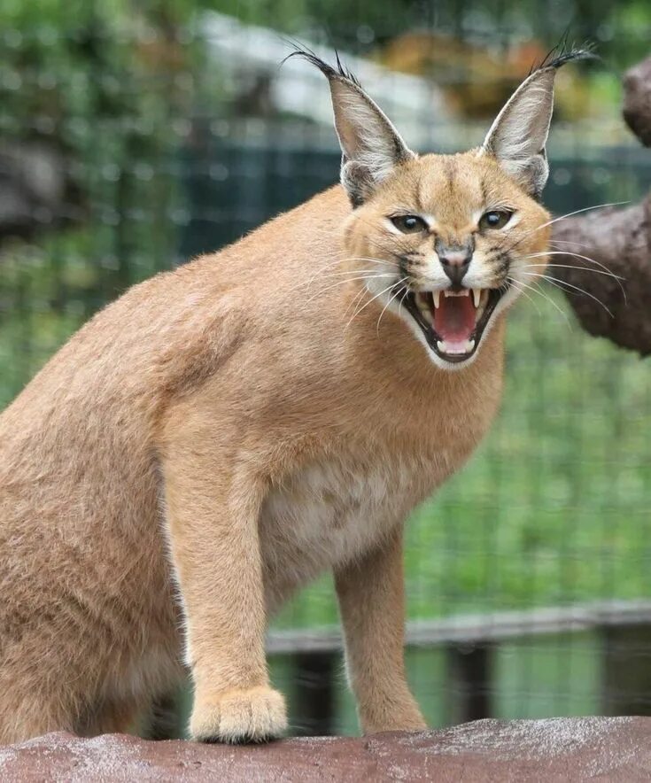 Породы диких кошек фото Pin on Шлепа in 2024 Caracal, Caracal cat, Funny sleeping animals