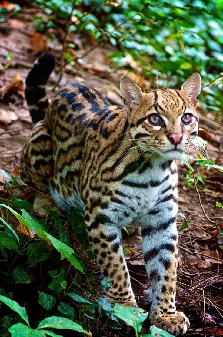 Породы диких кошек фото и названия Ocelot Big cats, Small wild cats, Animals wild