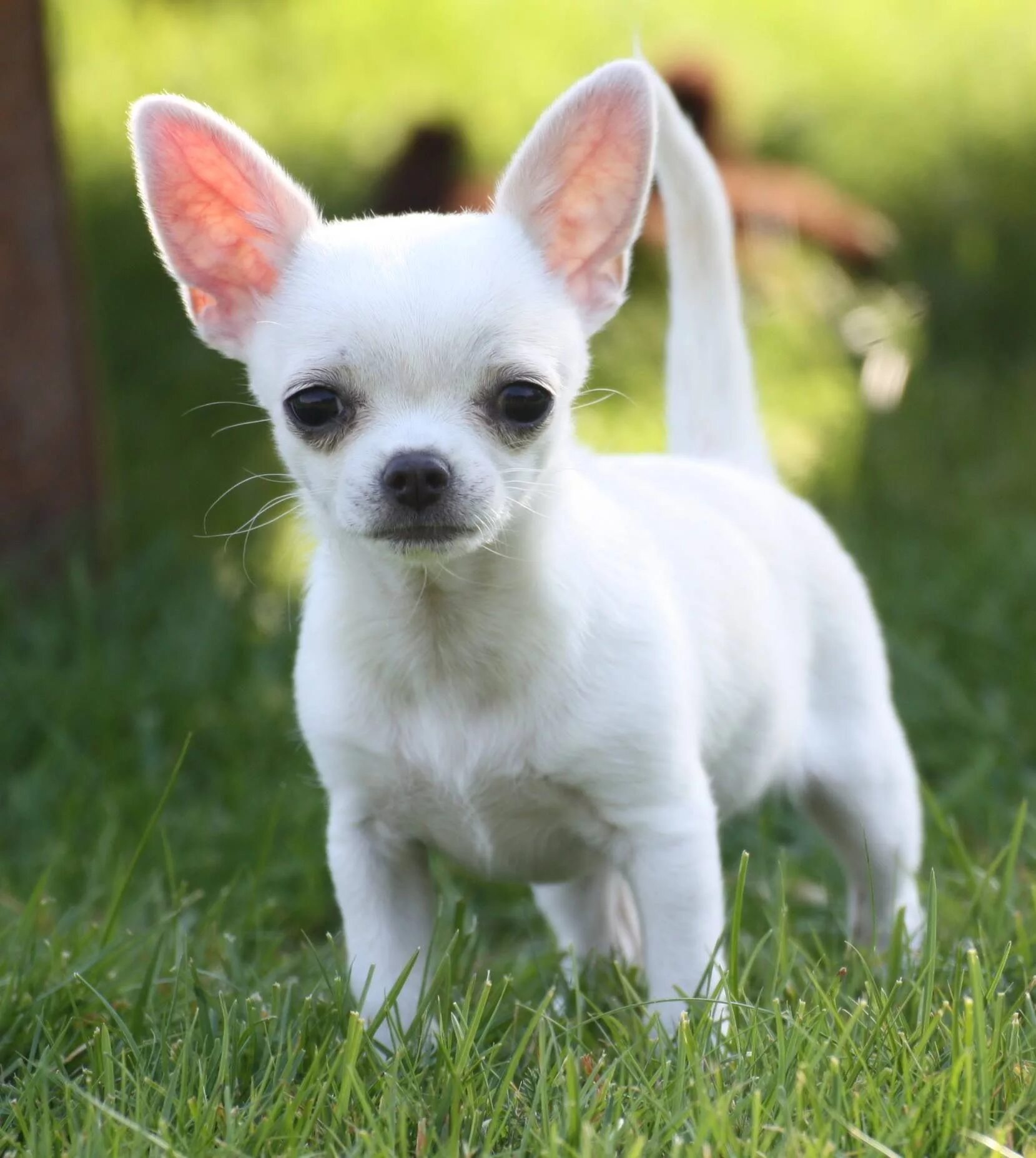 Породы для квартиры недорогие собак фото Chihuahua Chihuahua puppies, Teacup chihuahua puppies, Cute dogs