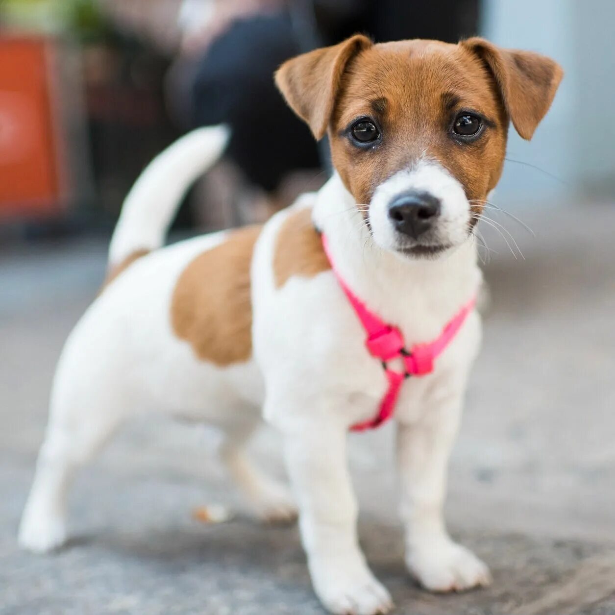 Породы для квартиры недорогие собак фото Pip, Jack Russell Terrier (4 m/o), Bowery & Great Jones St, New York, NY//the do