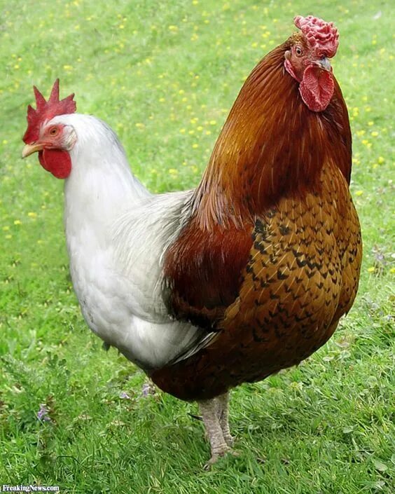 Породы домашней курицы фото in this random rambling thread we post random pictures chickens Maran chickens, 