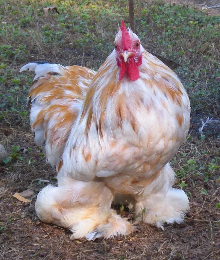 Породы домашней курицы фото Angelo Pet chickens, Fancy chickens, Beautiful chickens