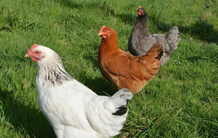 Породы домашней курицы фото Free Image on Pixabay - Laying Hens, White Hen Sussex Poulets de basse-cour, Pou