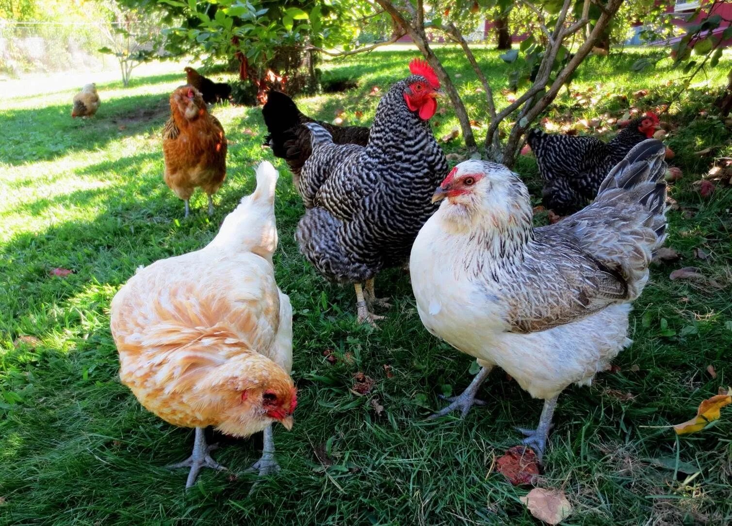 Породы домашней курицы фото Pros and Cons of Backyard Chickens Chickens backyard, Backyard poultry, Chickens