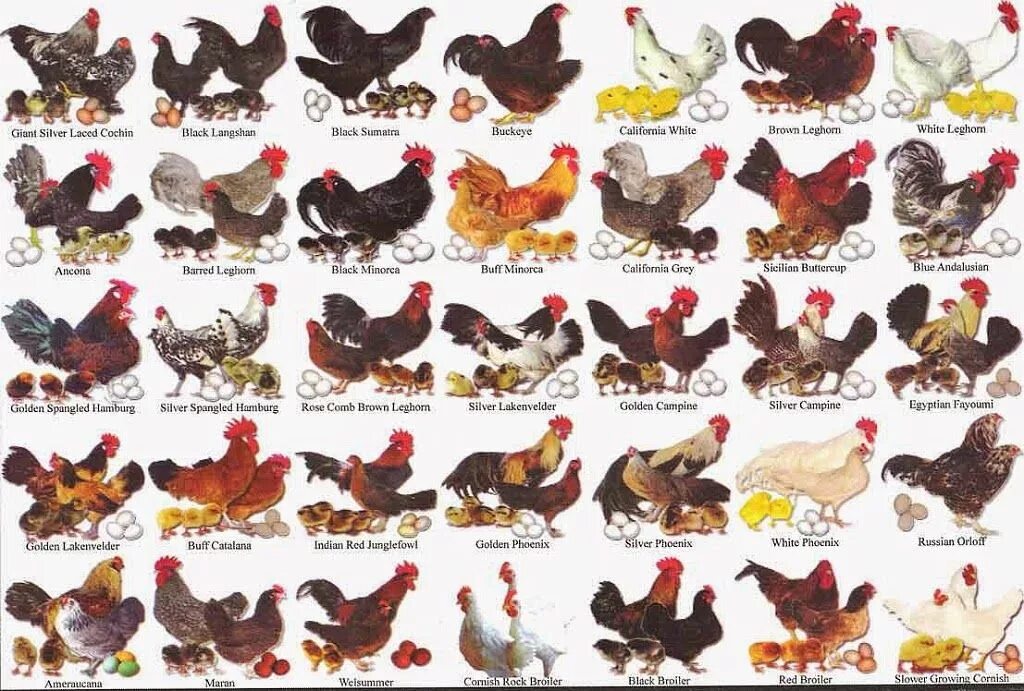 Породы домашних кур фото описание Chicken breeds, Laying chickens, Chickens backyard