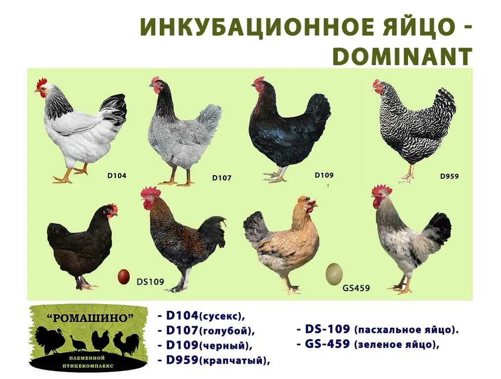 Породы домашних кур фото описание Картинки КУРЫ ДОМИНАНТЫ НАЧИНАЮТ НЕСТИСЬ