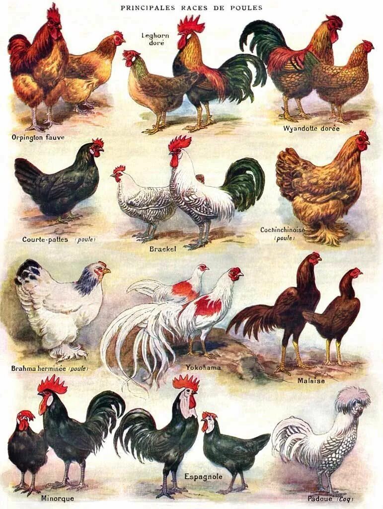 Породы домашних кур фото описание Poules Poultry, 500 Pieces, New York Puzzle Co Puzzle Warehouse in 2023 Poultry 