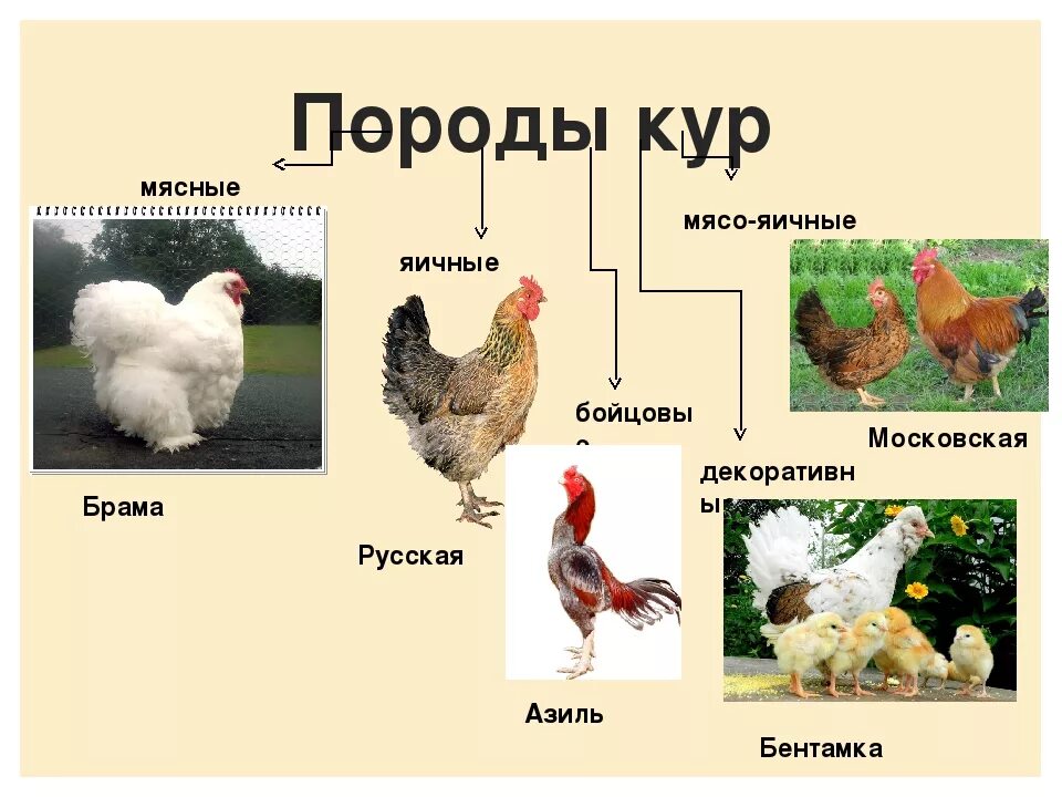 Породы домашних кур фото описание Куры породы каталог