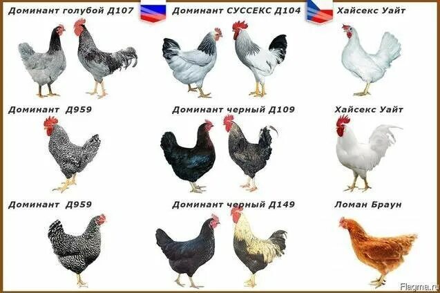 Породы домашних кур фото описание Неактивно