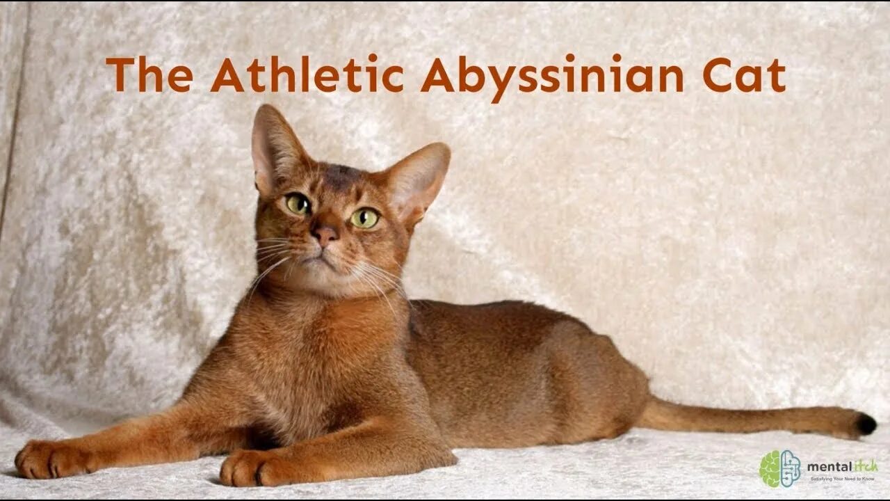 Породы гладкошерстных котов фото The Athletic Abyssinian Cat - YouTube